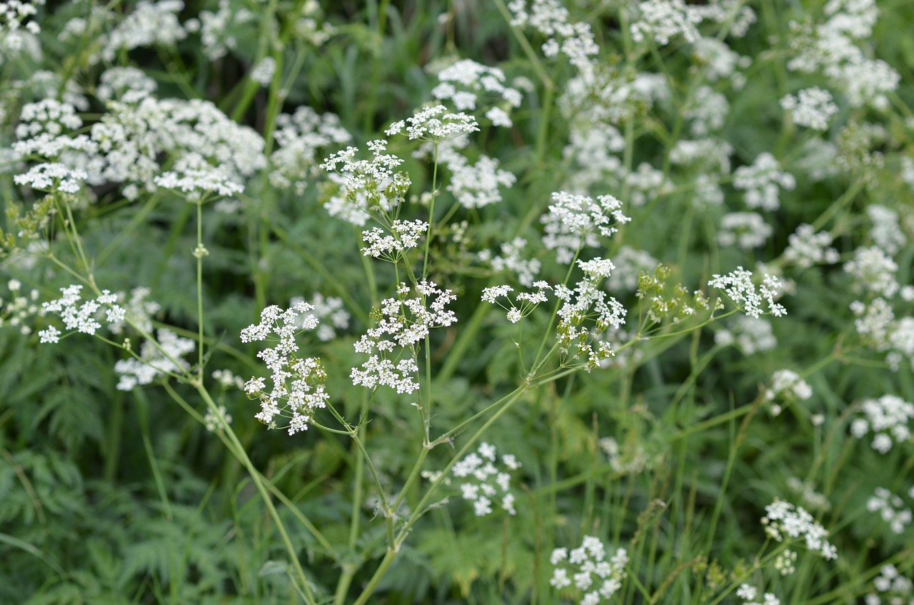 Image - hundkex flower green white plant