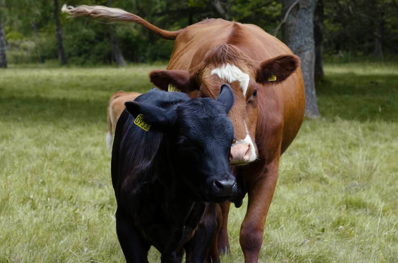 Image - ko calf cow together young animals