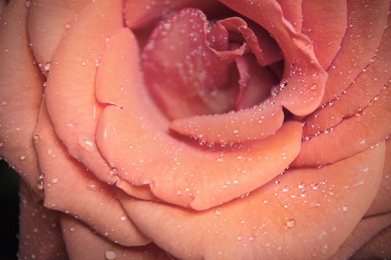 Image - flower pink dew water petal