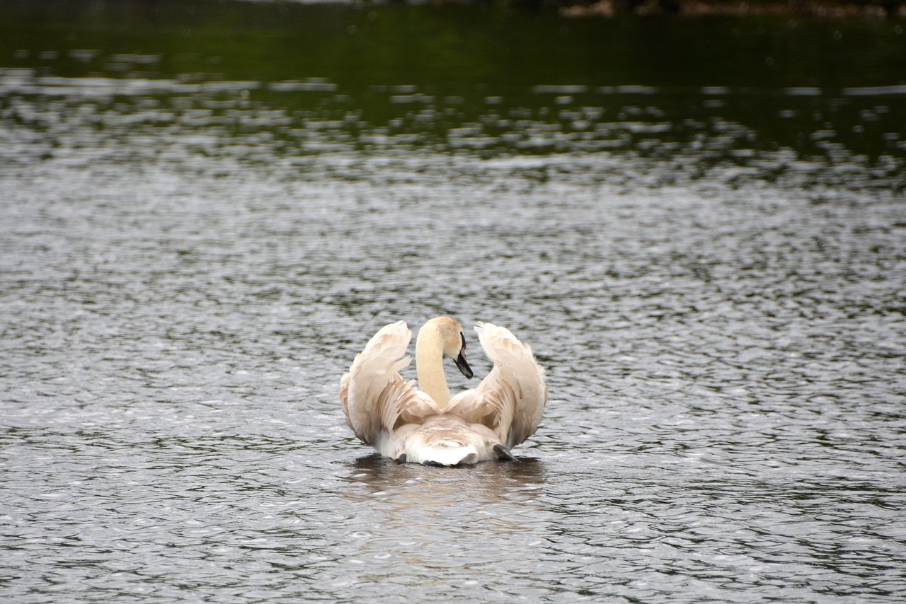 Image - swan lake water swans white noble