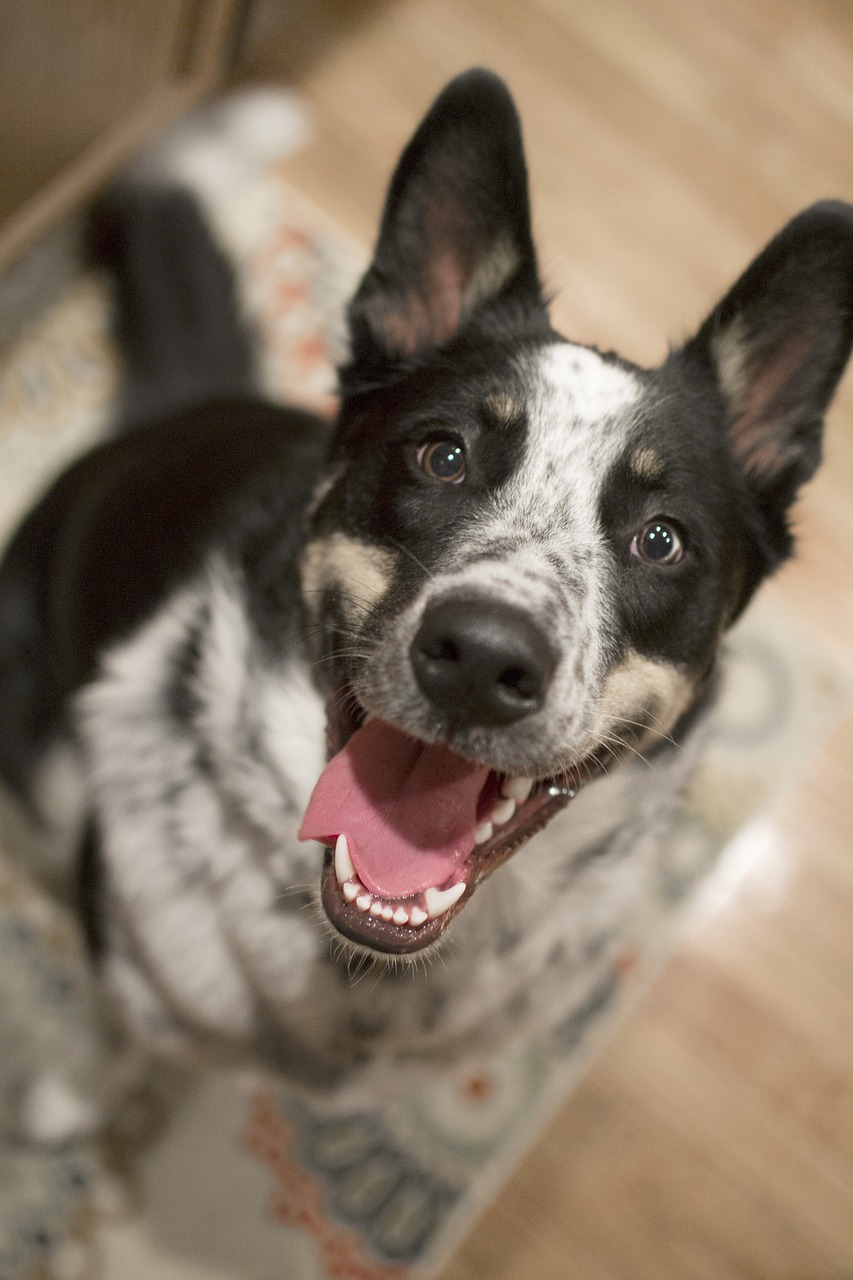 Image - dog pet happy aussie