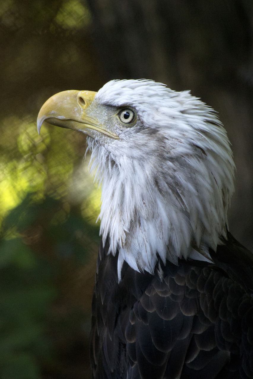 Image - eagle bald american america bird