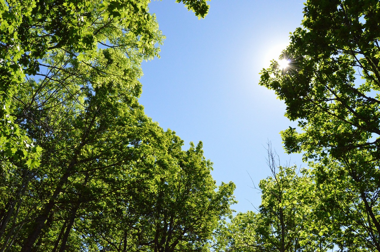 Image - tree forest sunlight solar