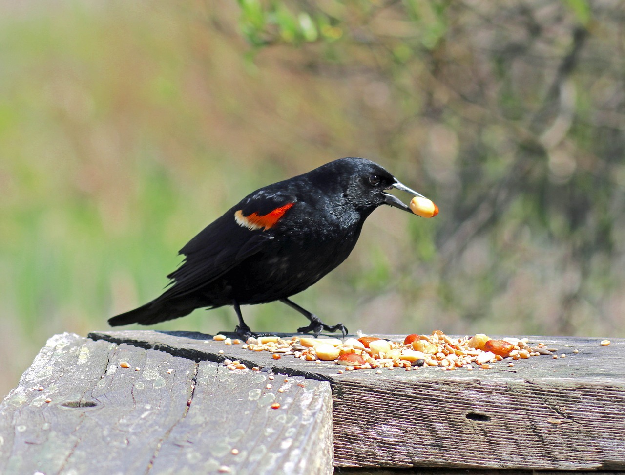 Image - red wing blackbird bird blackbird