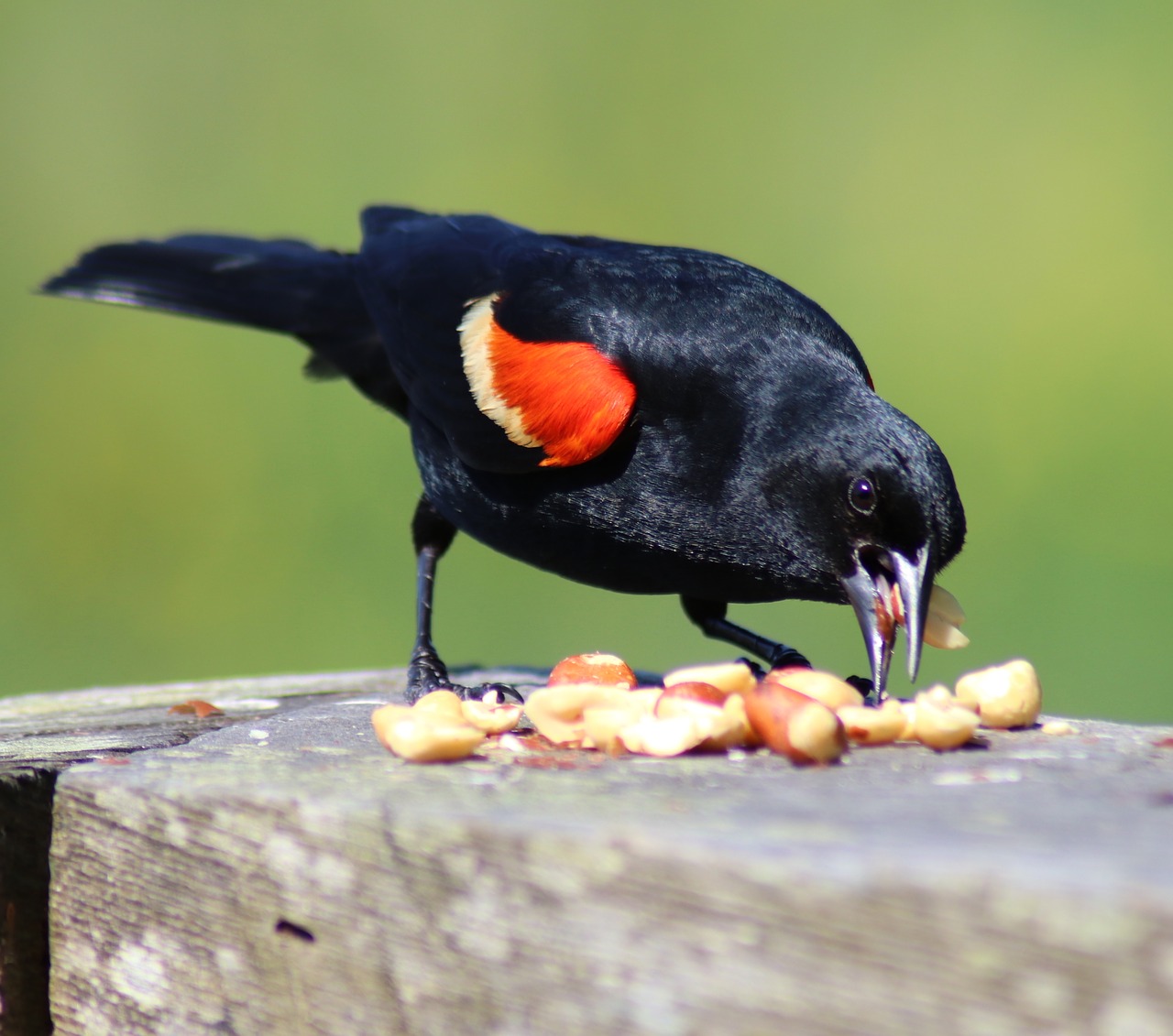 Image - blackbird red wing bird wildlife