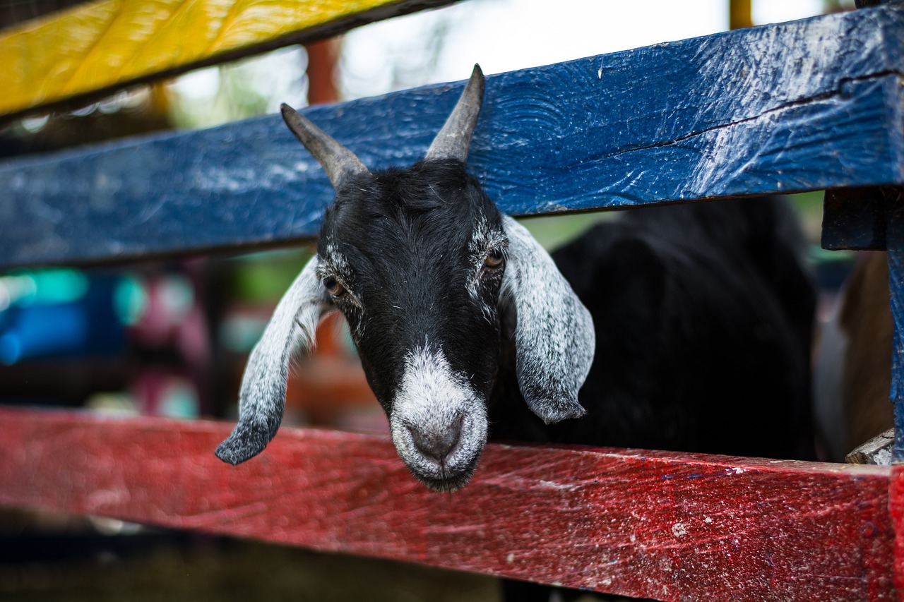 Image - goat animal nature farm flock