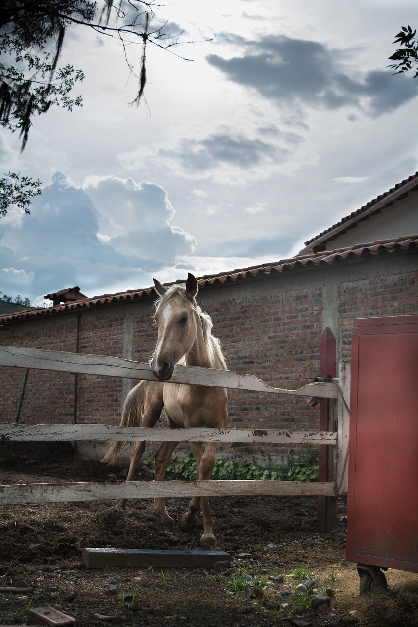 Image - horse refuge nature animals free