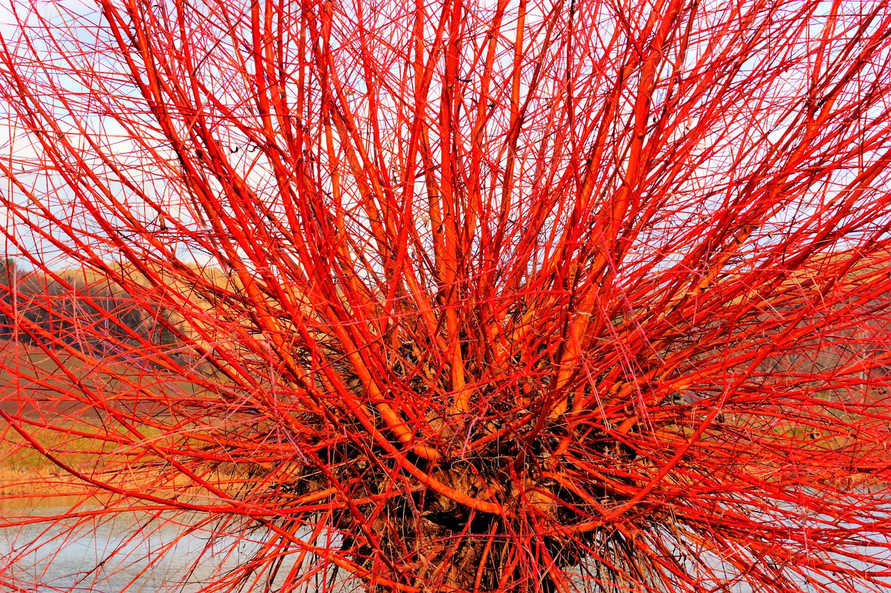 Image - pasture bush close