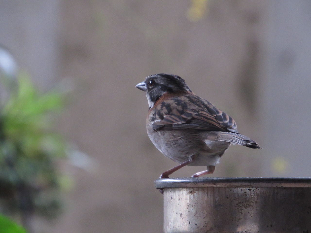Image - sparrow gorrion looking garden