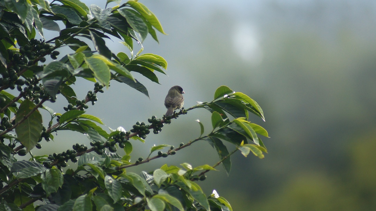 Image - the field nature armenia quindio