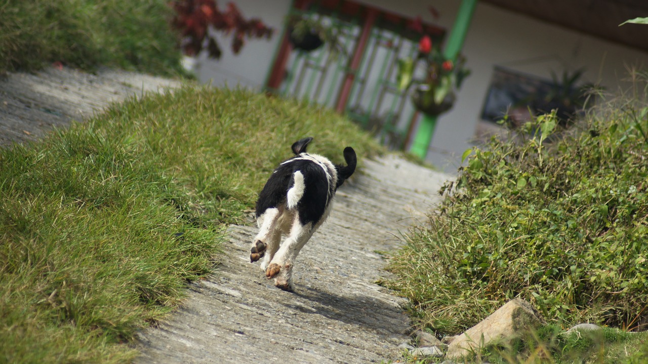 Image - the field nature armenia quindio