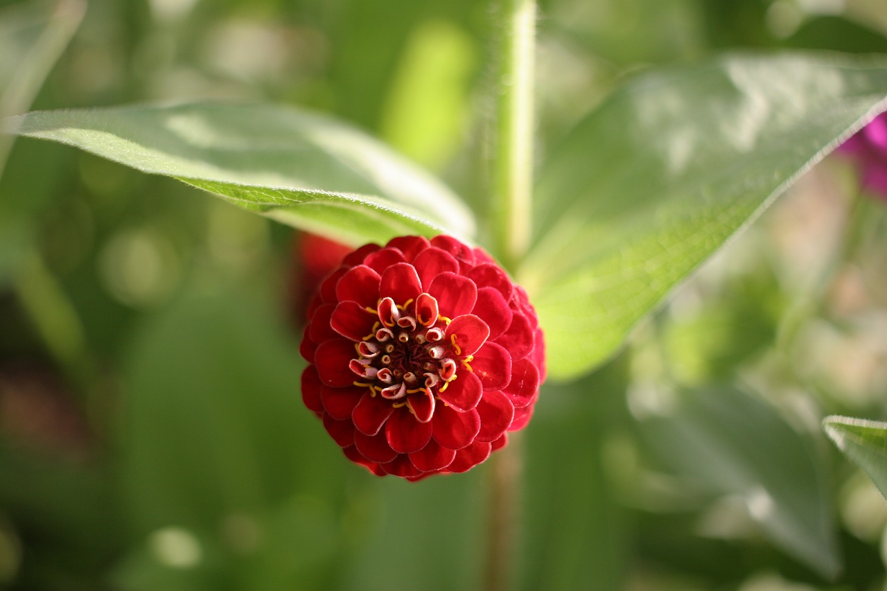 Image - zinnia flower red nature blossom