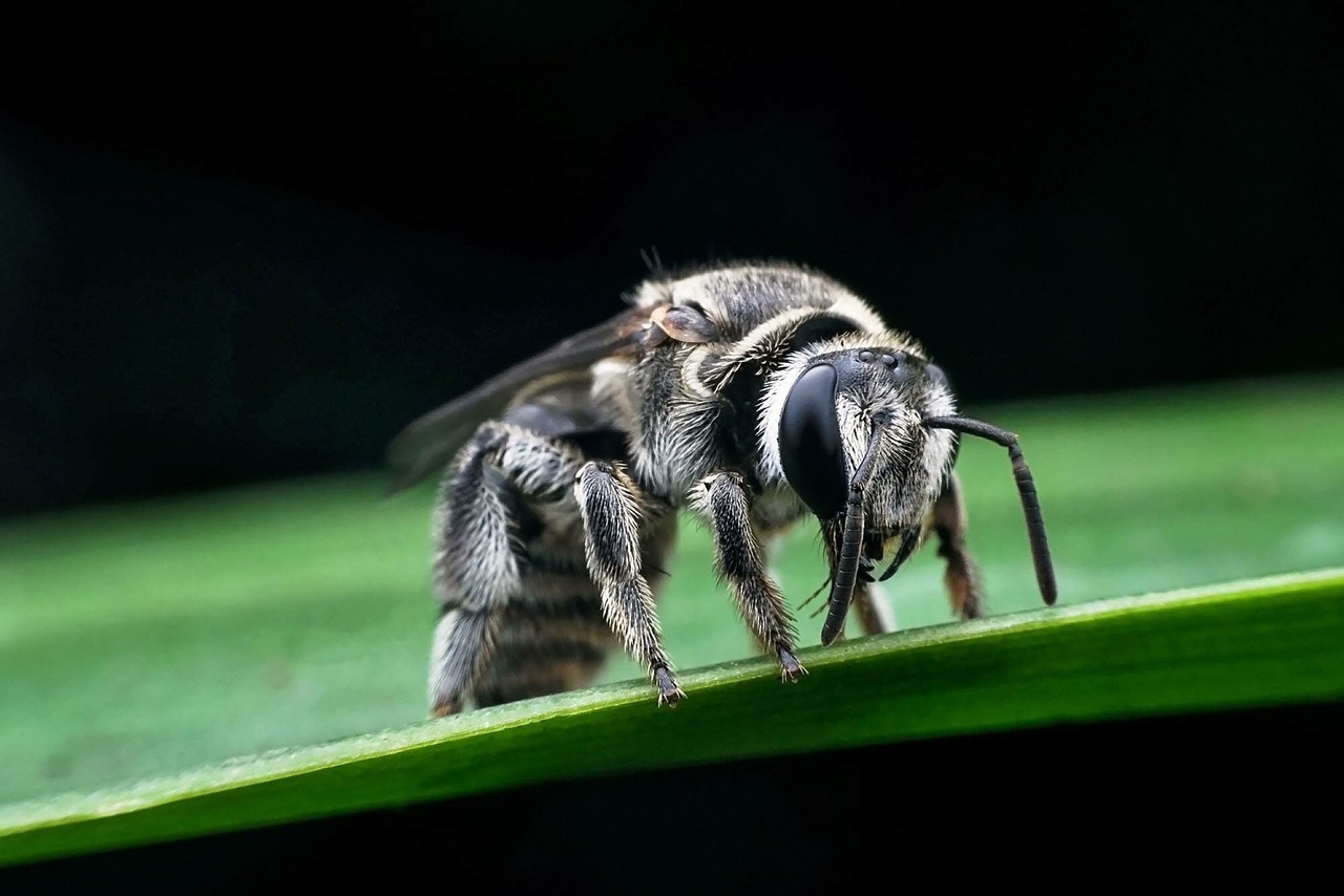 Image - bee autumn leaves animals bite
