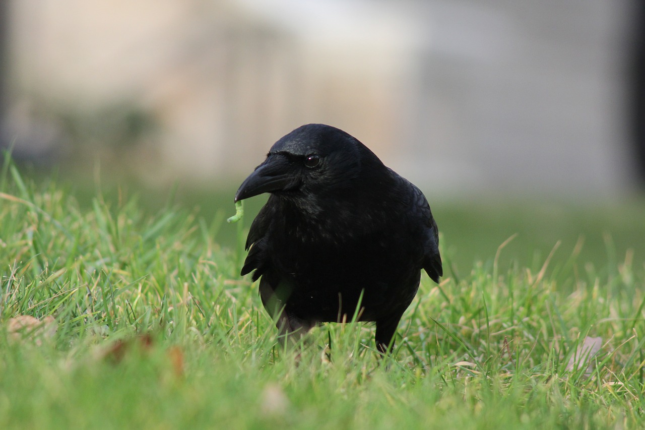 Image - crow worm corvus bird black