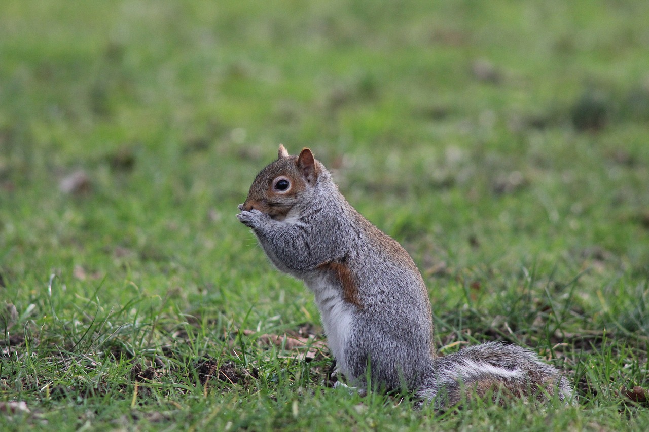 Image - squirrel nature wildlife grass