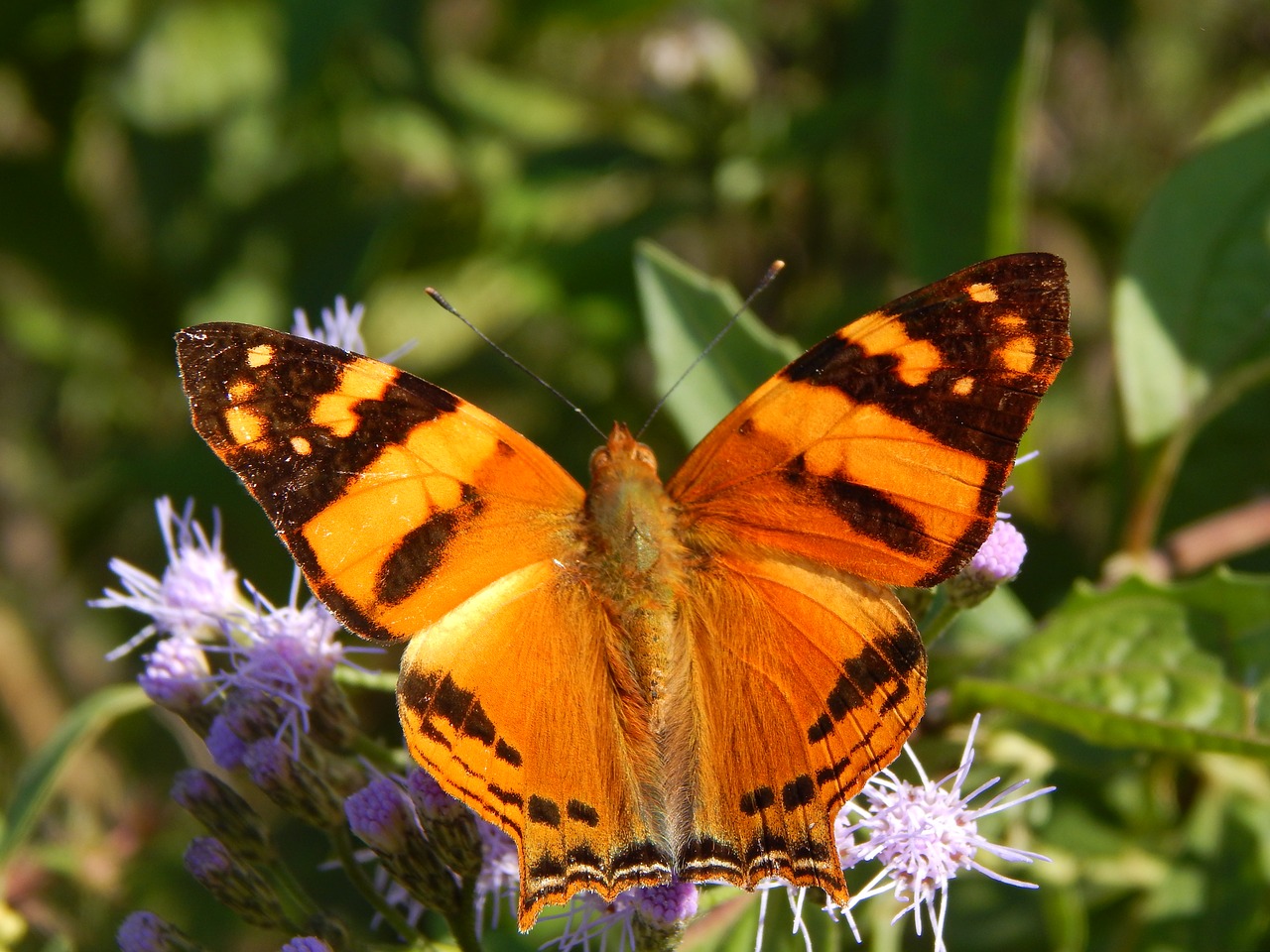 Image - butterfly lepidoptera insect spring