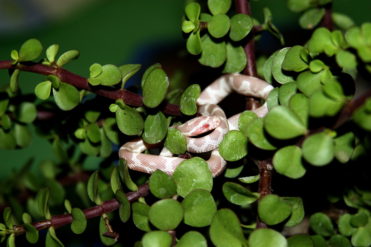 Image - reptile snake corn snake nature