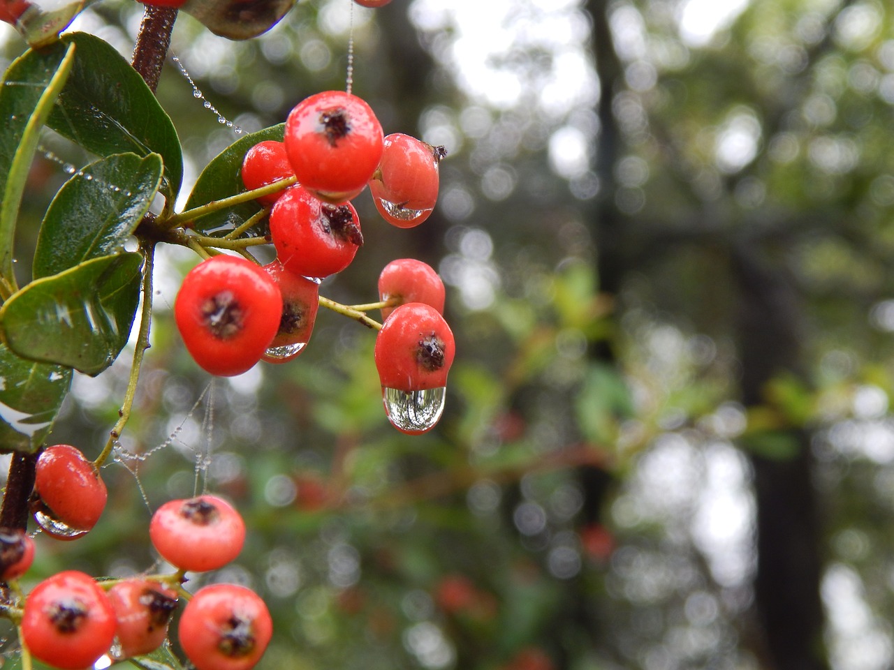 Image - forest berries rain red plants