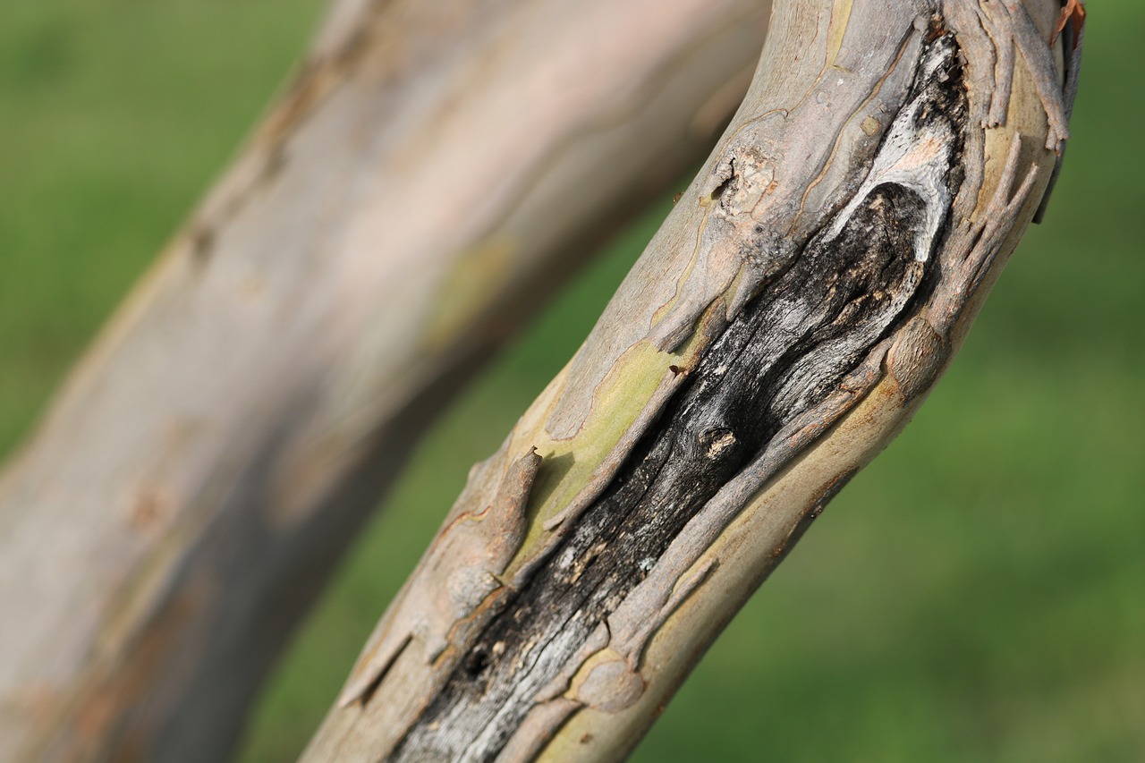 Image - scar tree limb wood trunk natural