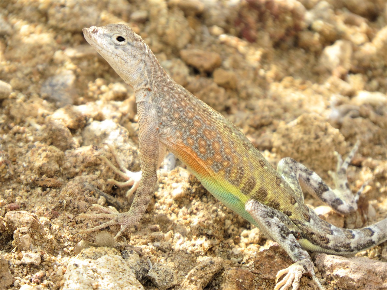 Image - reptile lizard colorful wild