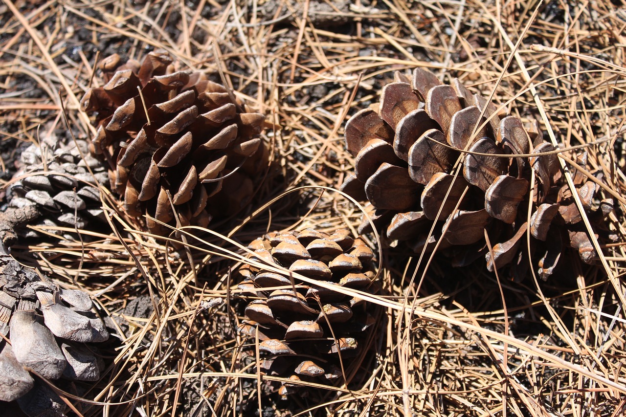 Image - pine grass pineapples dry nature