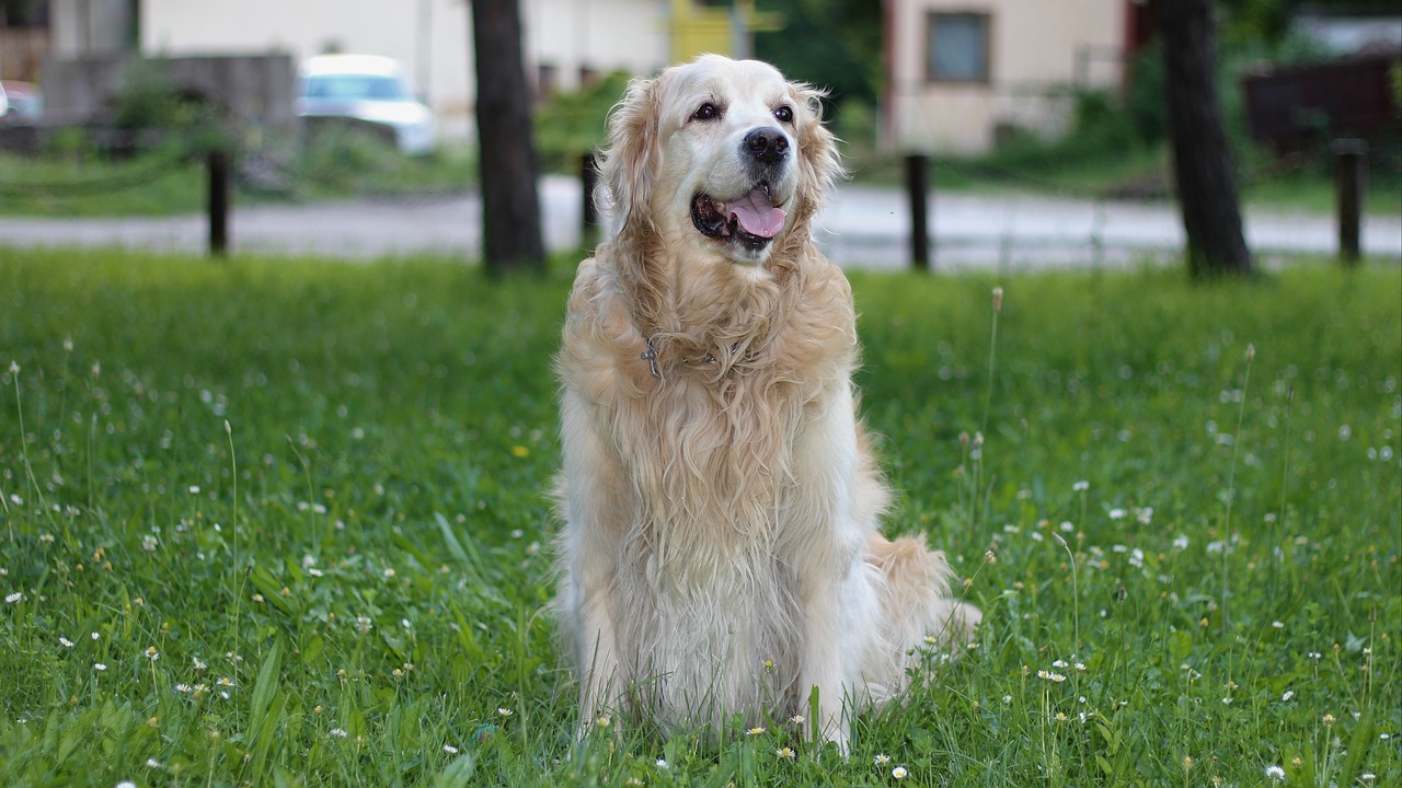 Image - dog retriever golden