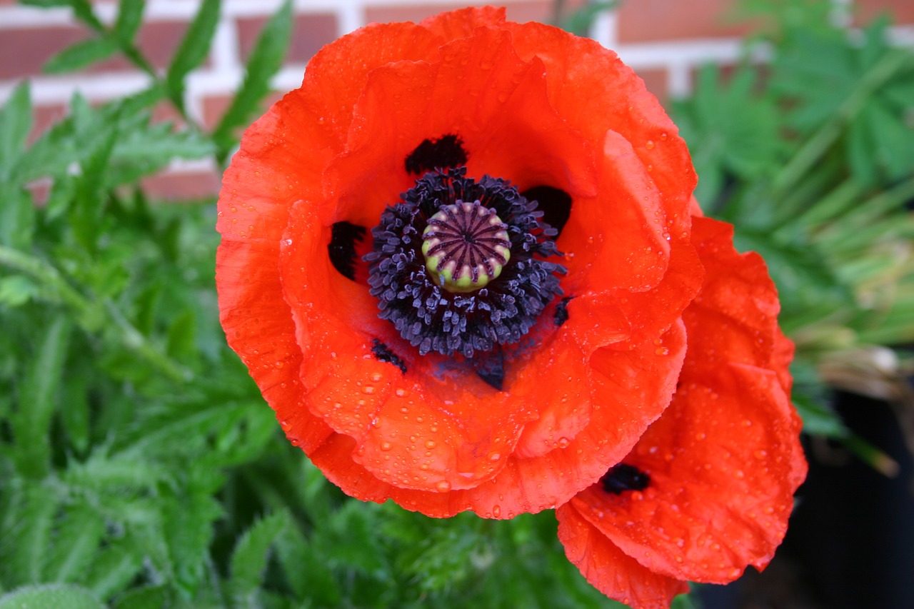 Image - oriental poppy poppy flower flowers