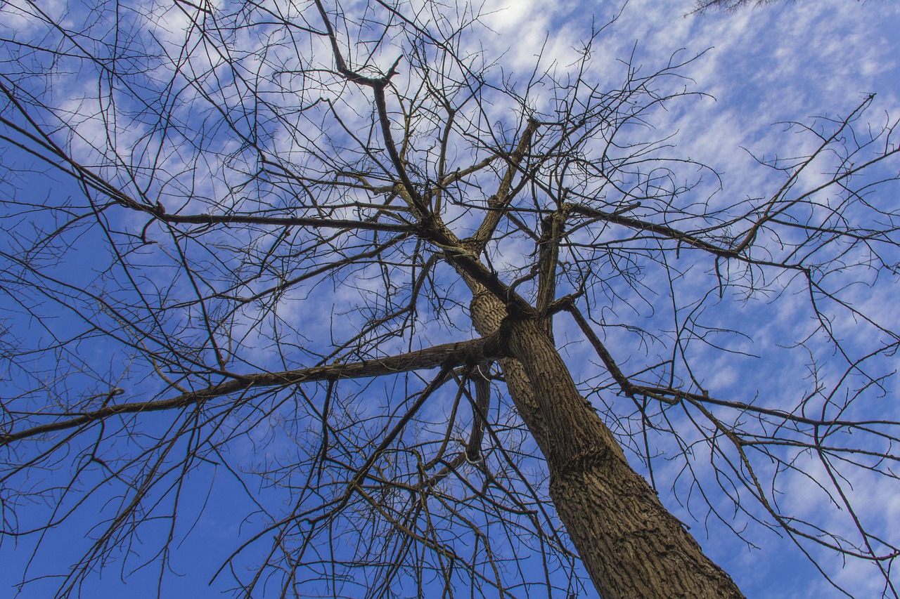 Image - chongming tree winter