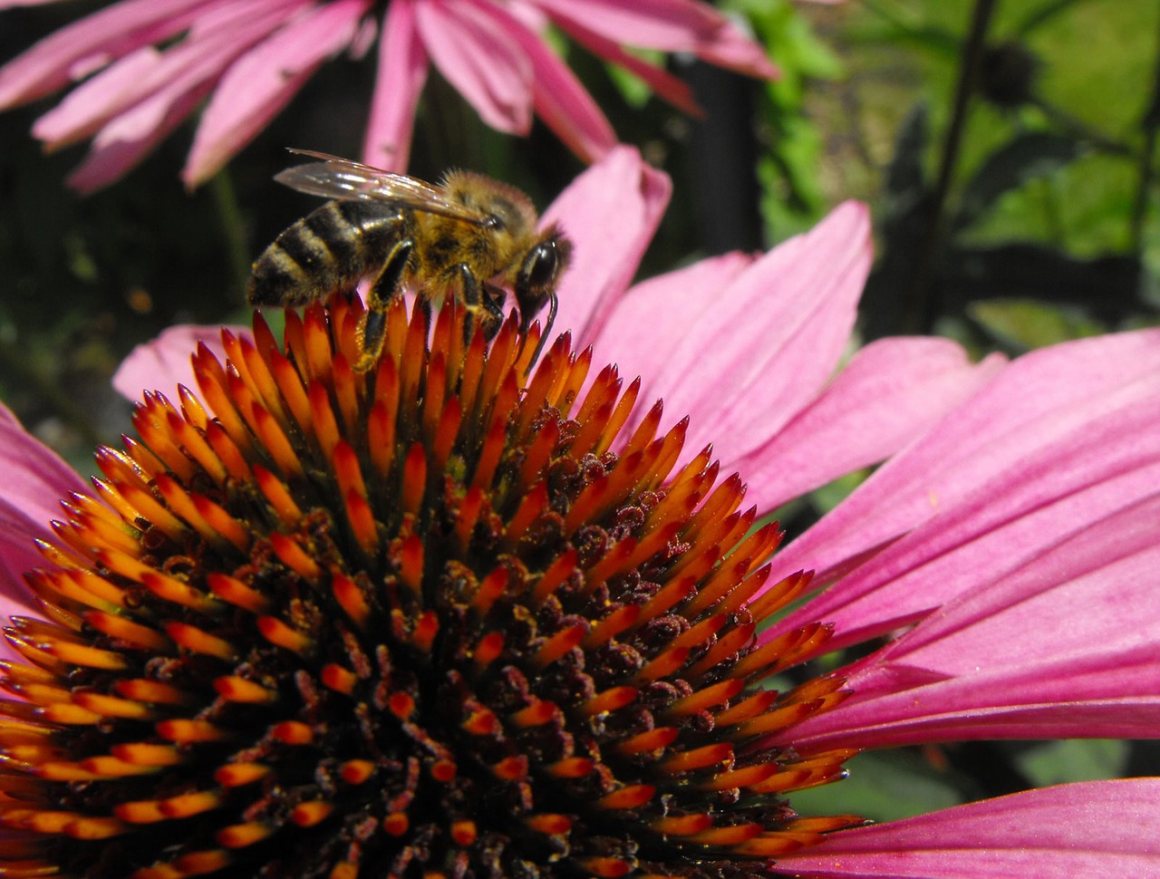 Image - echinacea bee flower pollination