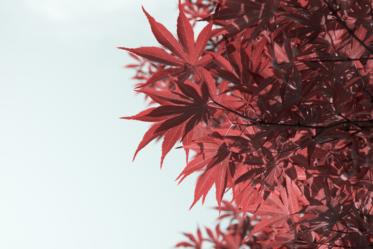 Image - maple look up plant red