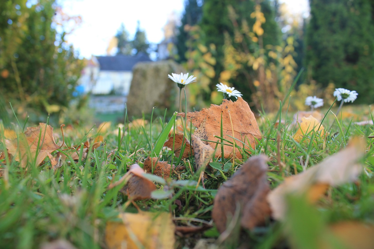 Image - daisy autumn leaves meadow flower