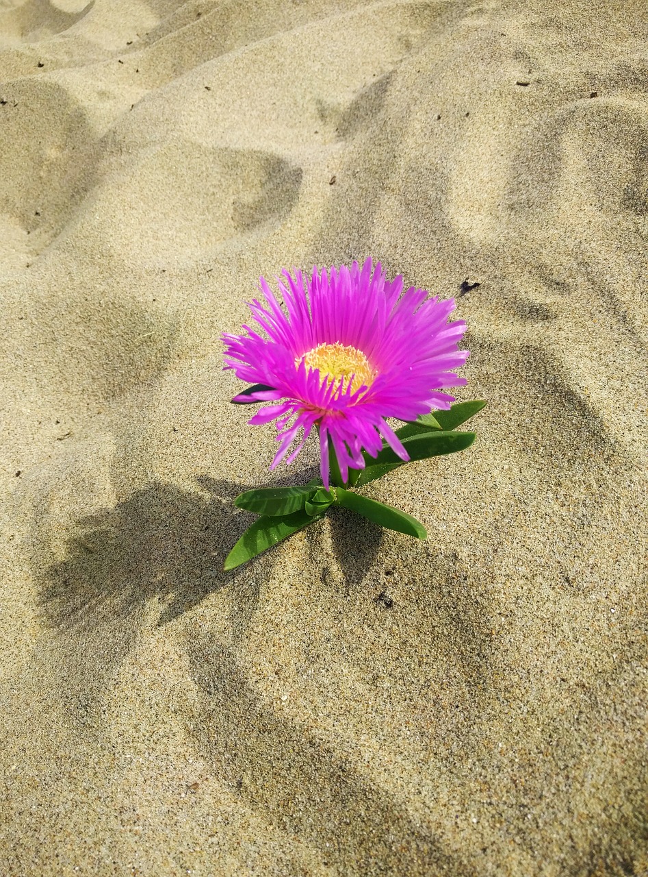 Image - flower sand beach pink solitary