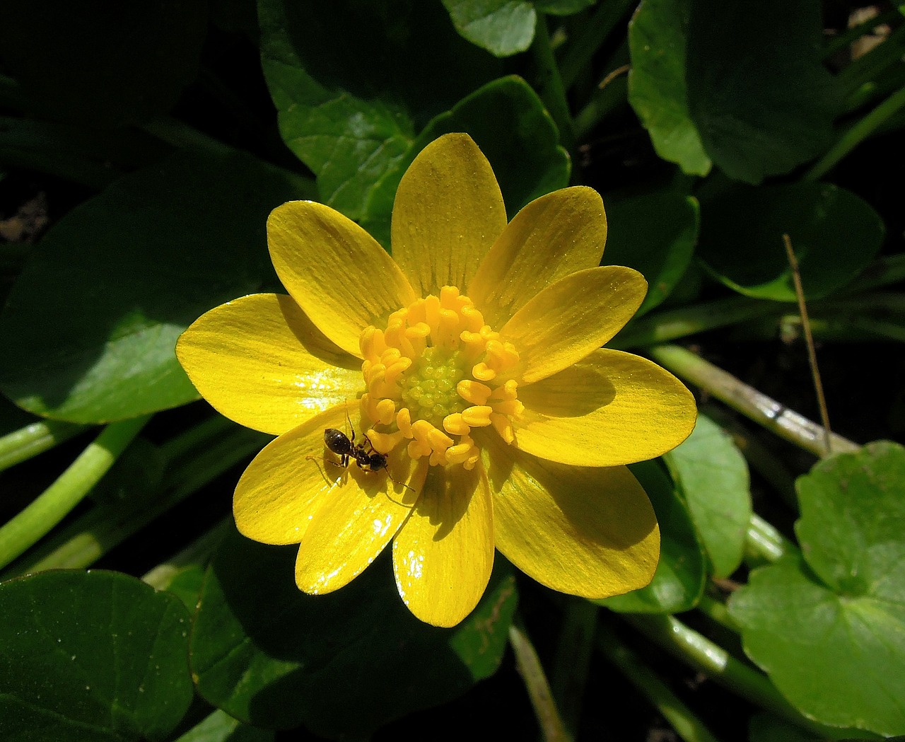 Image - salad buttercup ranunculus ficaria