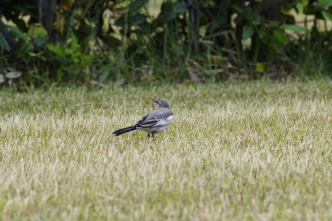 Image - animal park grass lawn little bird