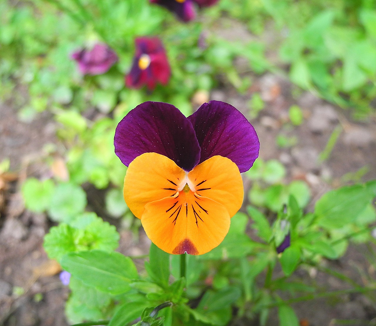 Image - pansy flower purple and yellow pansy