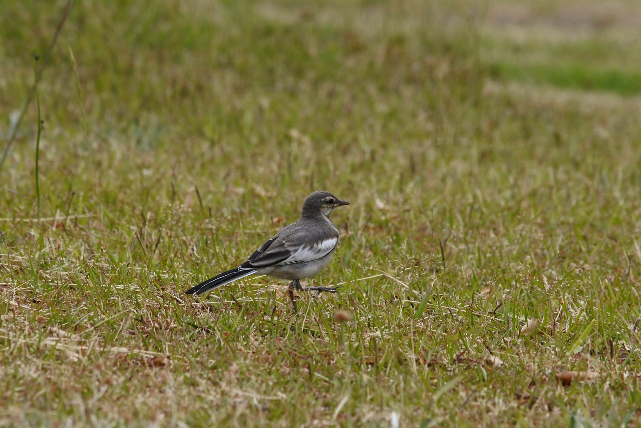 Image - animal park grass lawn little bird