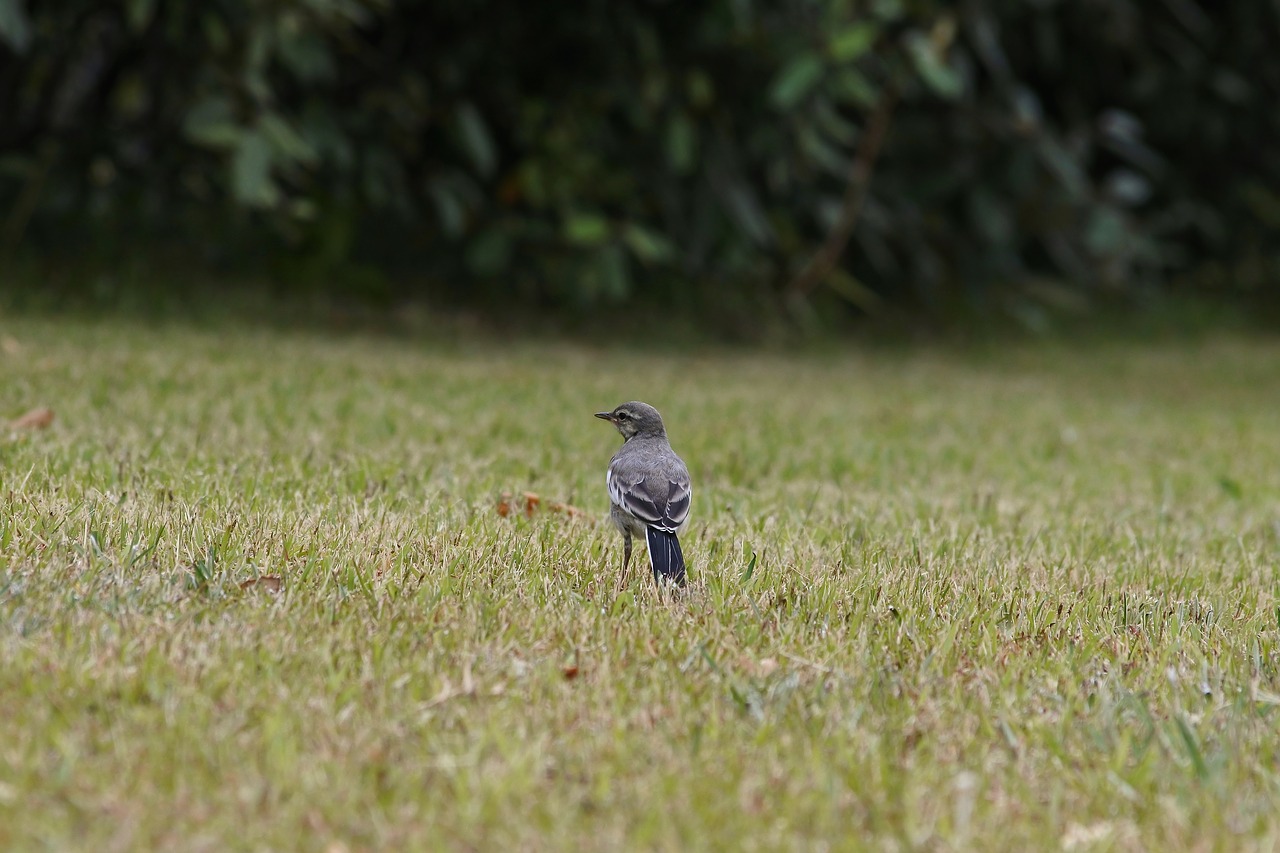 Image - animal park grass lawn little bird