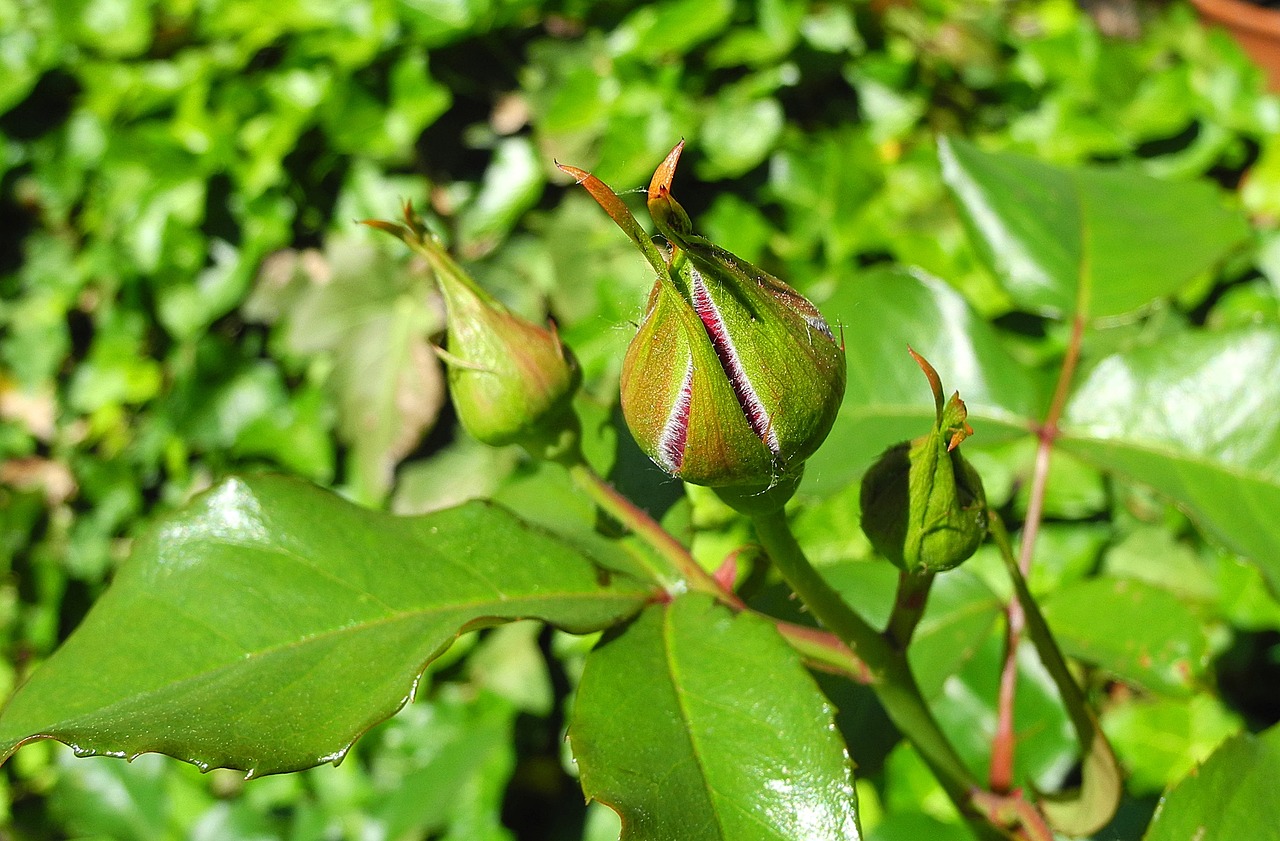 Image - rose bud rosebud flower plant