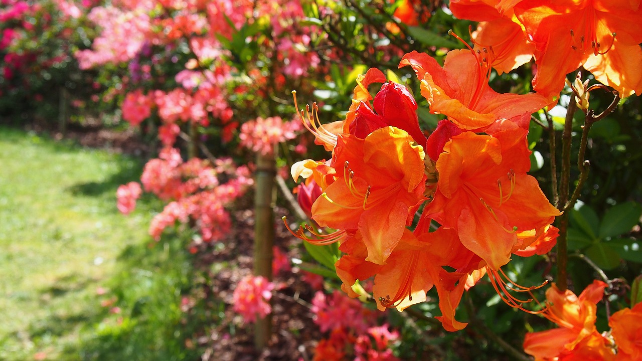 Image - azalea flower rhododendron japanese