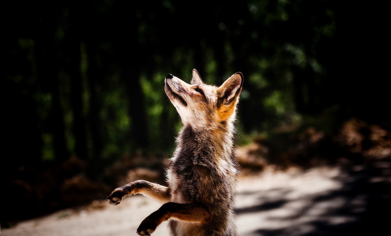 Image - fox animal wildlife cute standing