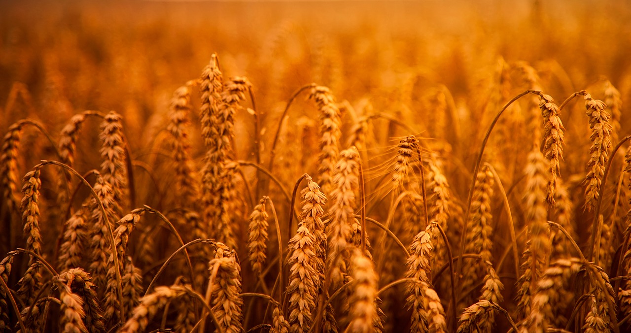 Image - wheat grain hdr field crop farm