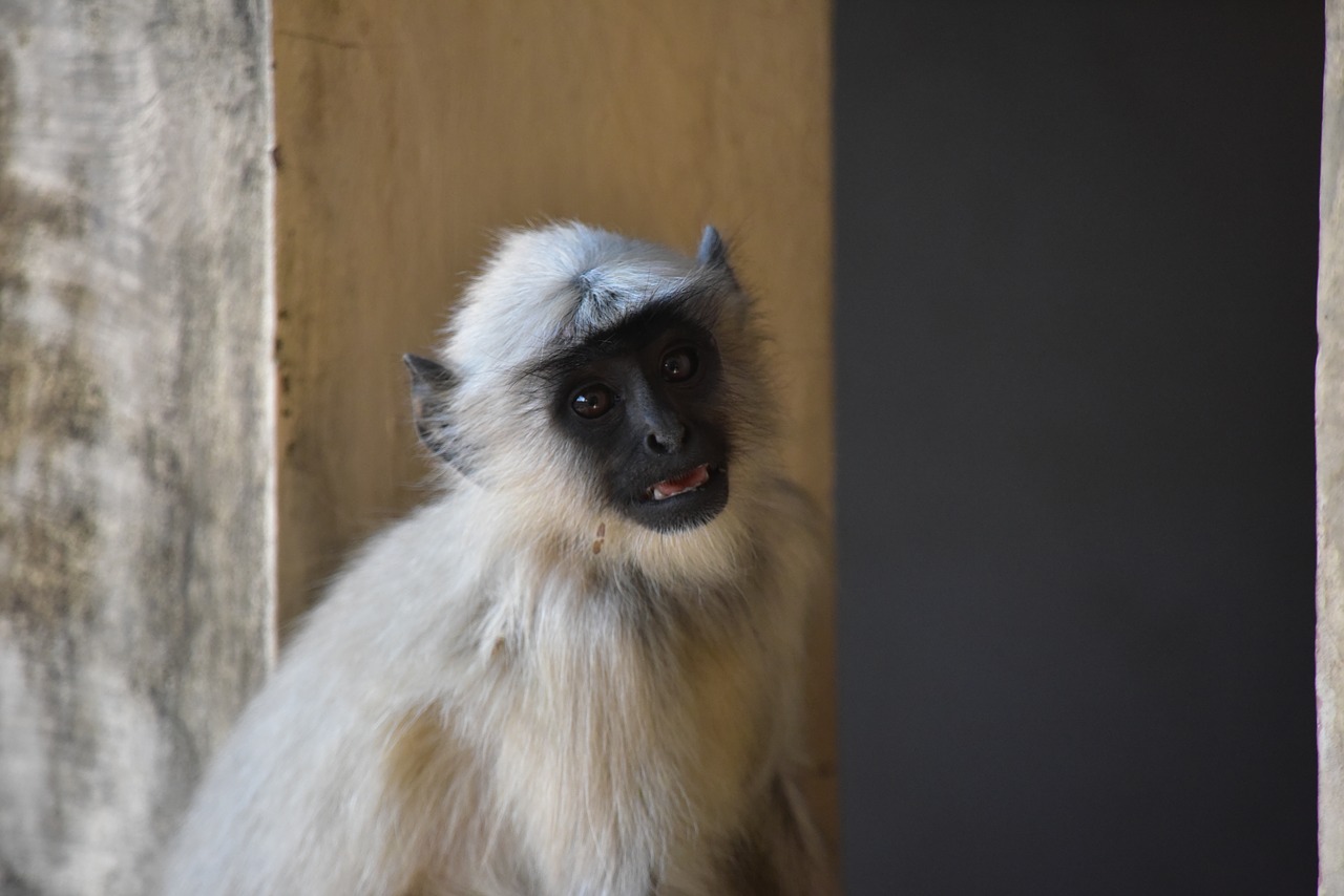 Image - monkey life animal india