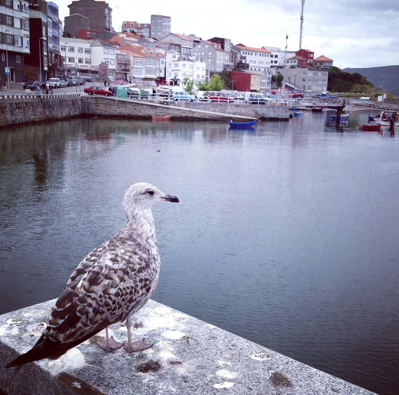 Image - seagull gull bird port harbour