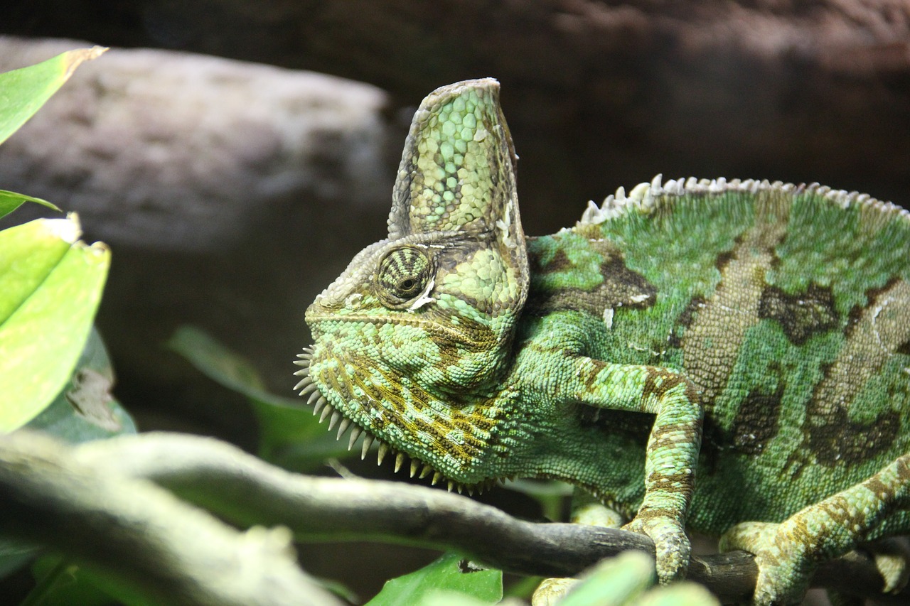 Image - chameleon vivarium branch green