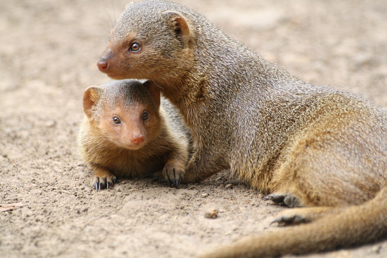 Image - mongoose animal africa