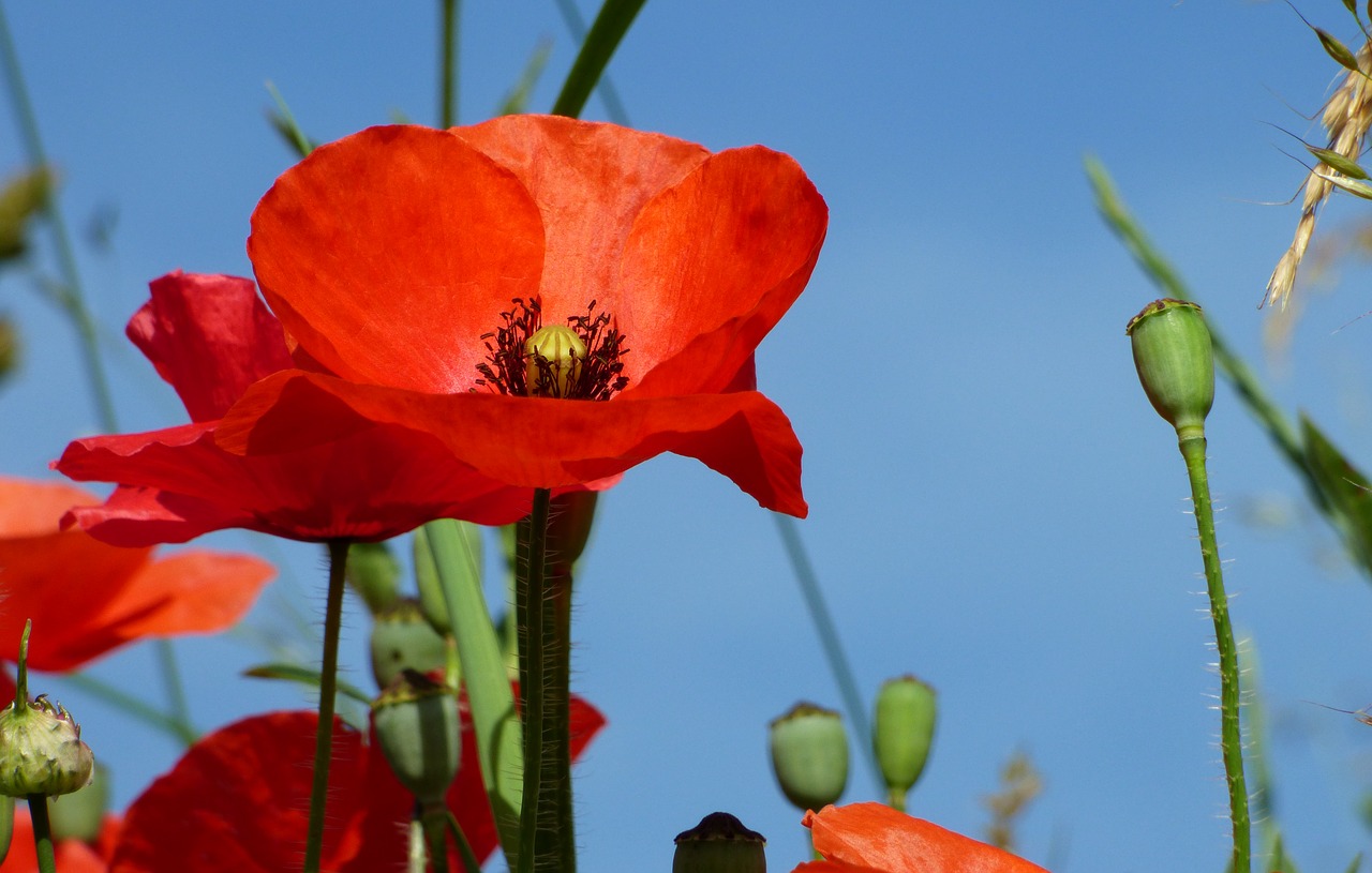 Image - flower poppy rhône apple nature