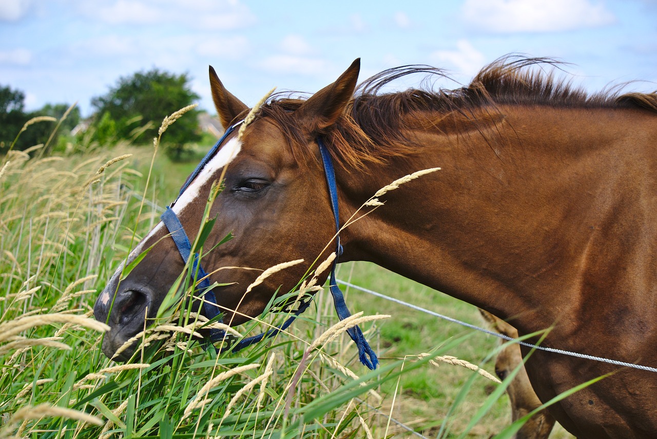 Image - horse brown grass field animal