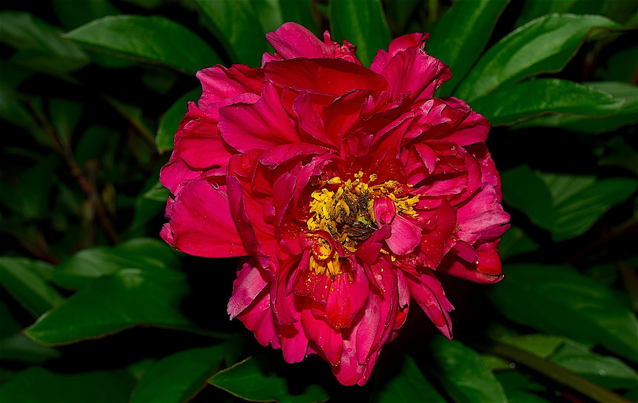 Image - red peony bloom green garden