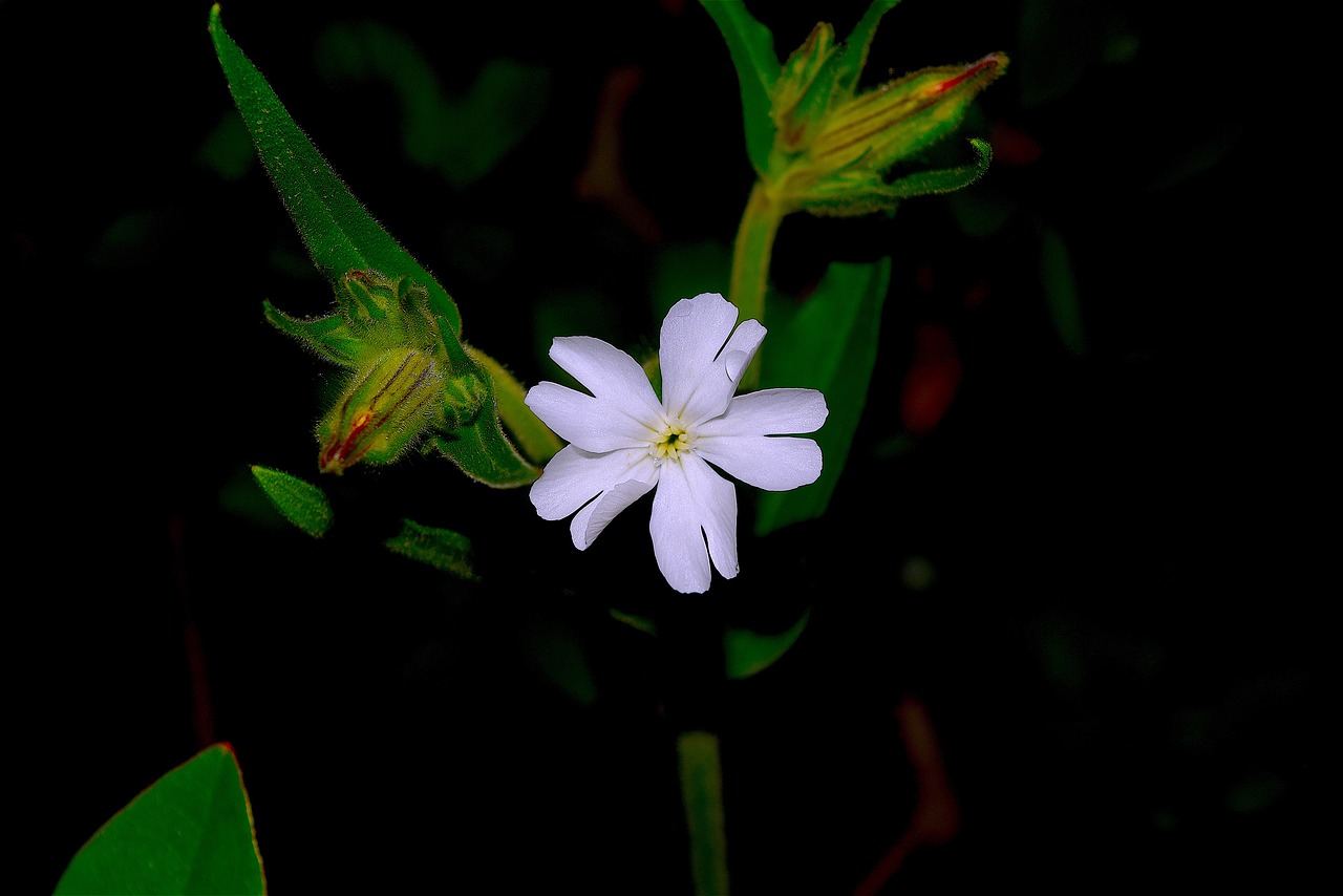 Image - white flower dew rain green garden
