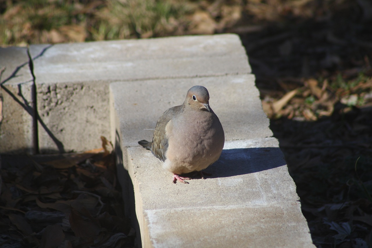 Image - mourning dove bird nature beak